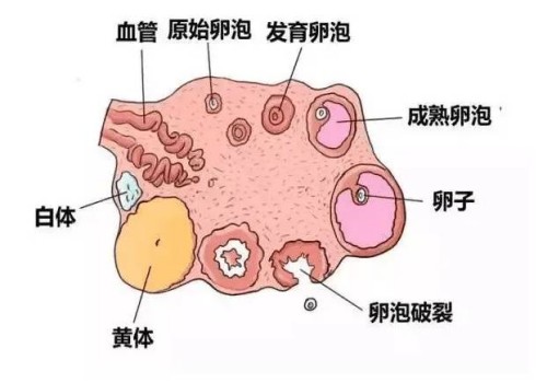 人工授精对男性有要求，精子符合标准才能做
